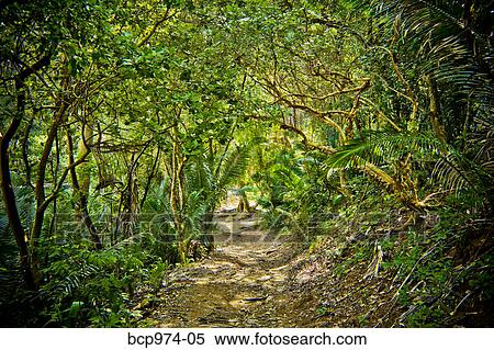 Path through jungle View Large Photo Image Stock Photography - Path through jungle. Fotosearch