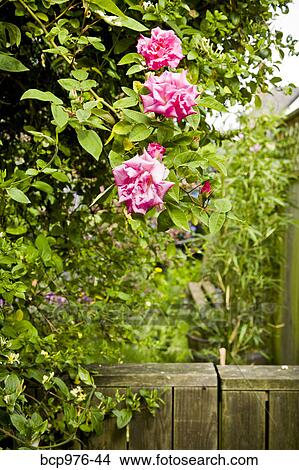 Pink roses in garden View Large Photo Image Picture - Pink roses in garden. Fotosearch