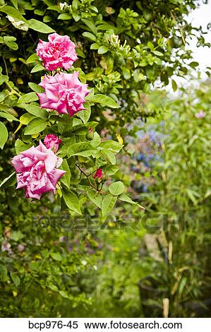 Stock Photography - Pink roses in garden. Fotosearch