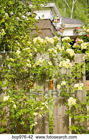 Rose covered gate in front of house View Large Photo Image Stock Image - Rose covered gate in front of house. Fotosearch