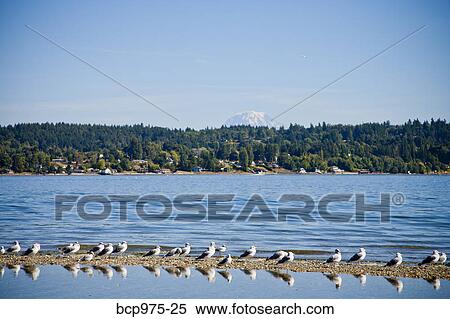 Row of gulls along shore View Large Photo Image Stock Photography - Row of gulls along shore. Fotosearch