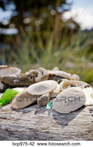Shells and sand dollars on driftwood View Large Photo Image Stock Image - Shells and sand dollars on driftwood. Fotosearch