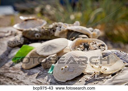 Shells and sand dollars on driftwood View Large Photo Image Stock Image - Shells and sand dollars on driftwood. Fotosearch