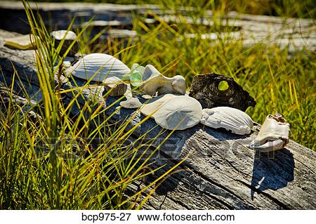 Shells and sand dollars on driftwood View Large Photo Image Stock Photo - Shells and sand dollars on driftwood. Fotosearch