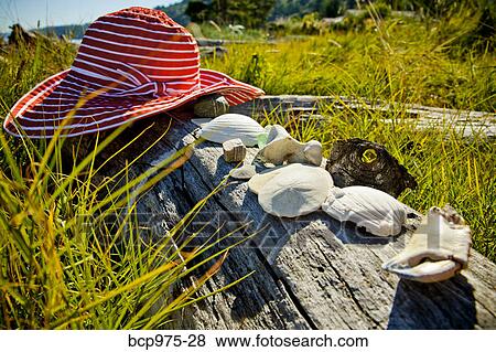 Stock Photo - Shells and sand dollars on driftwood. Fotosearch