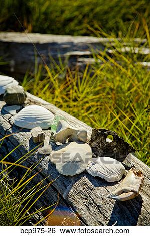 Shells and sand dollars on driftwood View Large Photo Image Stock Photograph - Shells and sand dollars on driftwood. Fotosearch