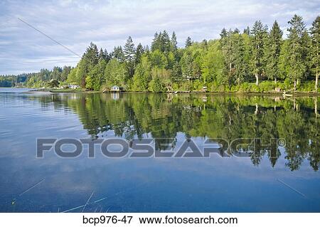 Stock Photo - Trees reflecting in puget sound inlet. Fotosearch