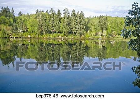 Trees reflecting in puget sound inlet View Large Photo Image Stock Photograph - Trees reflecting in puget sound inlet. Fotosearch