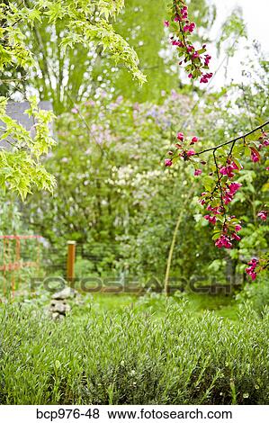Stock Photo - View of backyard garden. Fotosearch