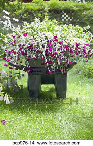 Wheelbarrow full of flowers in garden View Large Photo Image Picture - Wheelbarrow full of flowers in garden. Fotosearch