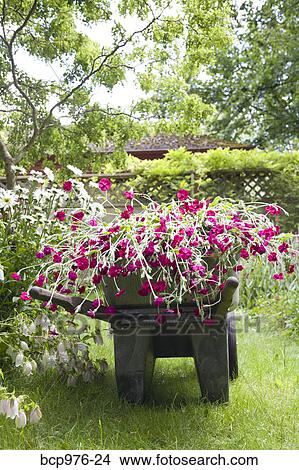 Wheelbarrow full of flowers in garden View Large Photo Image Picture - Wheelbarrow full of flowers in garden. Fotosearch