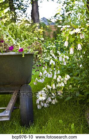 Wheelbarrow full of flowers in garden View Large Photo Image Stock Image - Wheelbarrow full of flowers in garden. Fotosearch