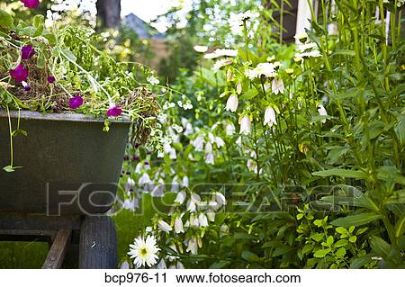 Wheelbarrow full of flowers in garden View Large Photo Image Stock Image - Wheelbarrow full of flowers in garden. Fotosearch