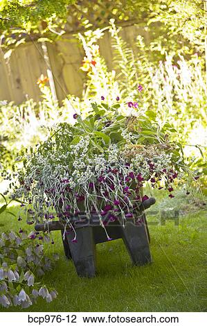 Wheelbarrow full of flowers in garden View Large Photo Image Stock Image - Wheelbarrow full of flowers in garden. Fotosearch