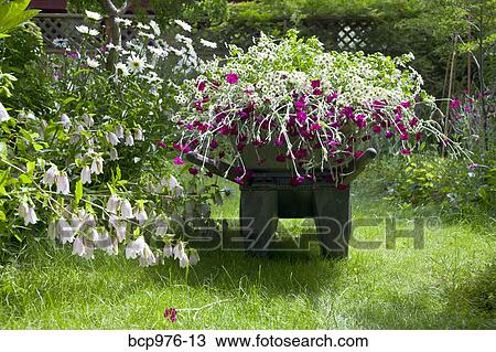 Wheelbarrow full of flowers in garden View Large Photo Image Stock Image - Wheelbarrow full of flowers in garden. Fotosearch