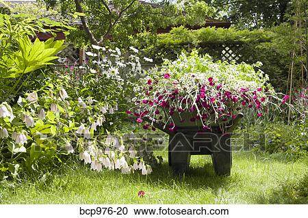 Wheelbarrow full of flowers in garden View Large Photo Image Stock Image - Wheelbarrow full of flowers in garden. Fotosearch
