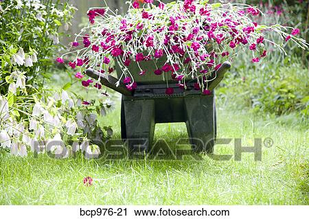 Stock Image - Wheelbarrow full of flowers in garden. Fotosearch