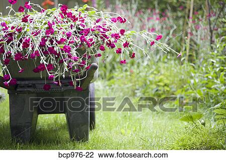 Stock Image - Wheelbarrow full of flowers in garden. Fotosearch