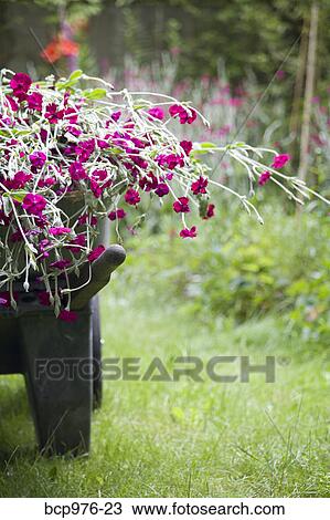Wheelbarrow full of flowers in garden View Large Photo Image Stock Image - Wheelbarrow full of flowers in garden. Fotosearch