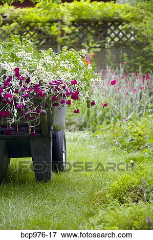 Stock Photo - Wheelbarrow full of flowers in garden. Fotosearch