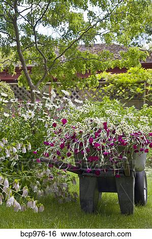 Wheelbarrow full of flowers in garden View Large Photo Image Stock Photograph - Wheelbarrow full of flowers in garden. Fotosearch
