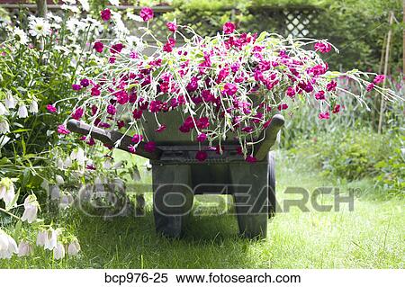 Wheelbarrow full of flowers in garden View Large Photo Image Stock Photography - Wheelbarrow full of flowers in garden. Fotosearch