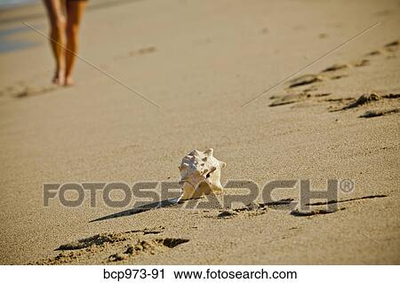 Woman walking on beach toward seashell View Large Photo Image Stock Image - Woman walking on beach toward seashell. Fotosearch
