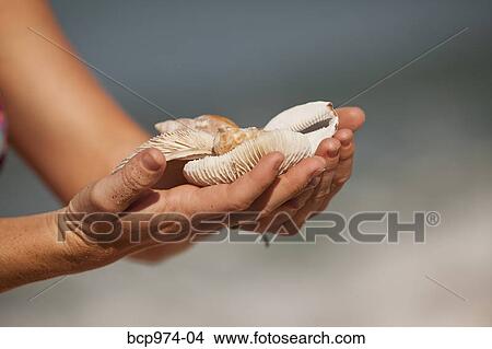 Woman's hands holding shells View Large Photo Image Picture - Woman's hands holding shells. Fotosearch