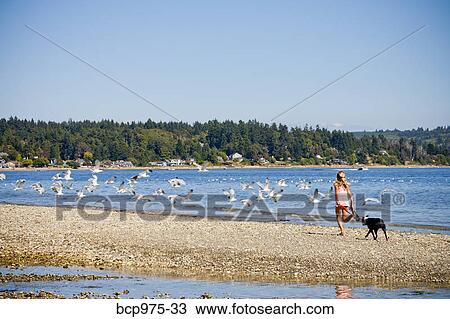 Young girl chasing gulls on beach View Large Photo Image Stock Image - Young girl chasing gulls on beach. Fotosearch