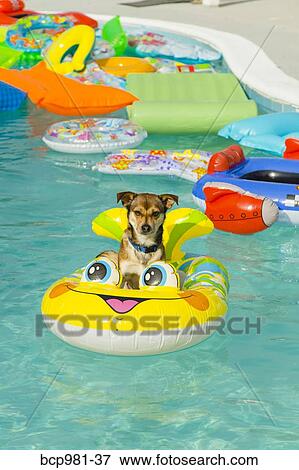 Dog floats in a pool ring in a pool View Large Photo Image Stock Photo - Dog floats in a pool ring in a pool. Fotosearch