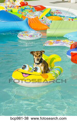 Stock Photo - Dog floats in a pool ring in a pool. Fotosearch