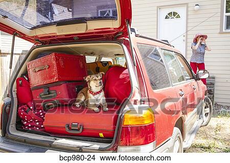 Dog hides in packed car while woman searches View Large Photo Image Picture - Dog hides in packed car while woman searches. Fotosearch