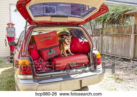 Stock Photograph - Dog hides in packed car while woman searches. Fotosearch