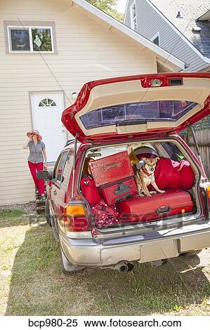 Stock Photography - Dog hides in packed car while woman searches. Fotosearch