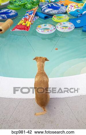 Dog sits and looks at a pool full of toys View Large Photo Image Stock Image - Dog sits and looks at a pool full of toys. Fotosearch