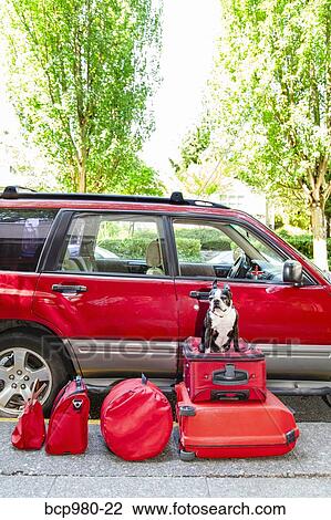 Stock Image - Dog sits atop luggage in front of a packed car. Fotosearch