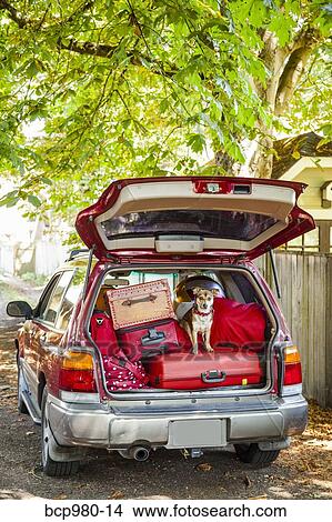 Picture - Dog sits atop luggage piled into a packed car. Fotosearch
