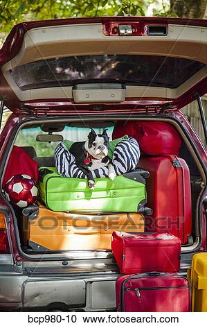 Dog sits atop luggage piled into a packed car View Large Photo Image Stock Image - Dog sits atop luggage piled into a packed car. Fotosearch