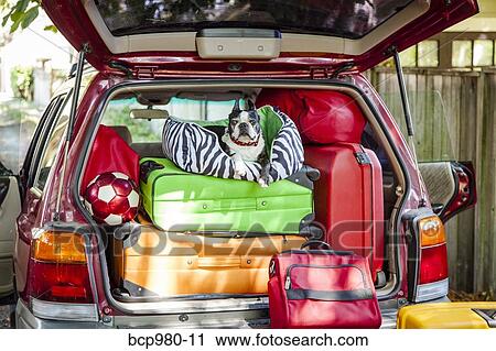 Stock Image - Dog sits atop luggage piled into a packed car. Fotosearch