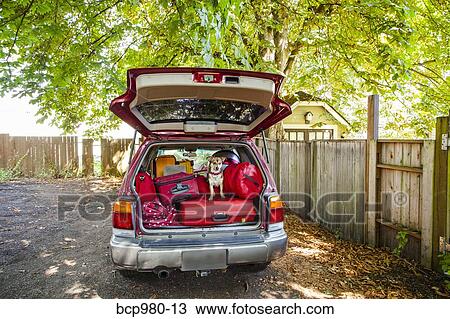 Dog sits atop luggage piled into a packed car View Large Photo Image Stock Image - Dog sits atop luggage piled into a packed car. Fotosearch