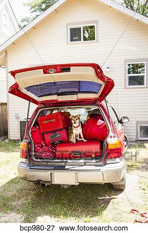 Dog sits atop luggage piled into a packed car View Large Photo Image Stock Photo - Dog sits atop luggage piled into a packed car. Fotosearch