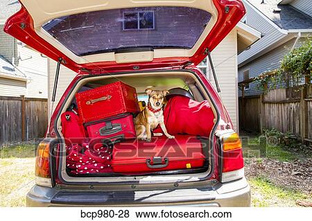 Dog sits atop luggage piled into a packed car View Large Photo Image Stock Photo - Dog sits atop luggage piled into a packed car. Fotosearch