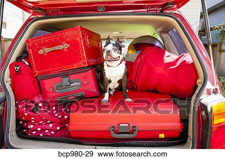 Dog sits atop luggage piled into a packed car View Large Photo Image Stock Photo - Dog sits atop luggage piled into a packed car. Fotosearch