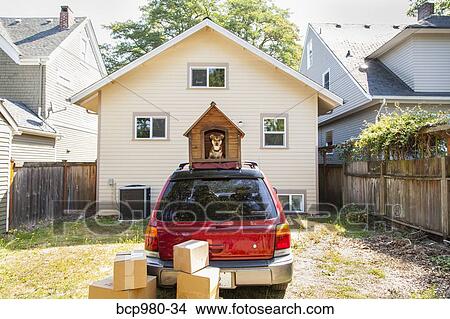 Dog sits in a doghouse on top of a car with boxes ready to be packed View Large Photo Image Picture - Dog sits in a doghouse on top of a car with boxes ready to be packed. Fotosearch