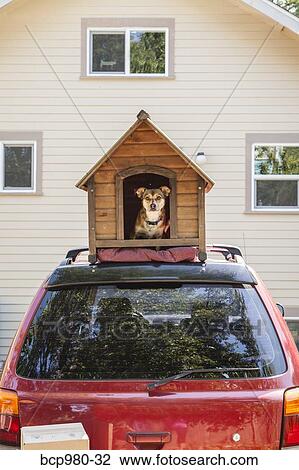 Stock Image - Dog sits in a doghouse on top of a car with boxes ready to be packed. Fotosearch
