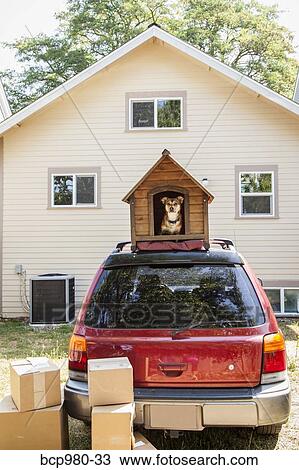 Dog sits in a doghouse on top of a car with boxes ready to be packed View Large Photo Image Stock Image - Dog sits in a doghouse on top of a car with boxes ready to be packed. Fotosearch
