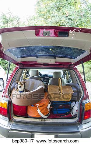 Stock Photo - Dog sits in a pet bed on luggage piled into a packed car. Fotosearch