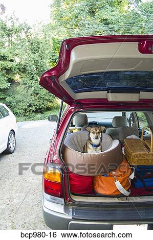 Stock Photograph - Dog sits in a pet bed on luggage piled into a packed car. Fotosearch