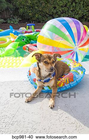 Dog sits in a pool ring at the edge of a pool View Large Photo Image Stock Image - Dog sits in a pool ring at the edge of a pool. Fotosearch
