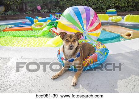 Dog sits in a pool ring at the edge of a pool View Large Photo Image Stock Photo - Dog sits in a pool ring at the edge of a pool. Fotosearch